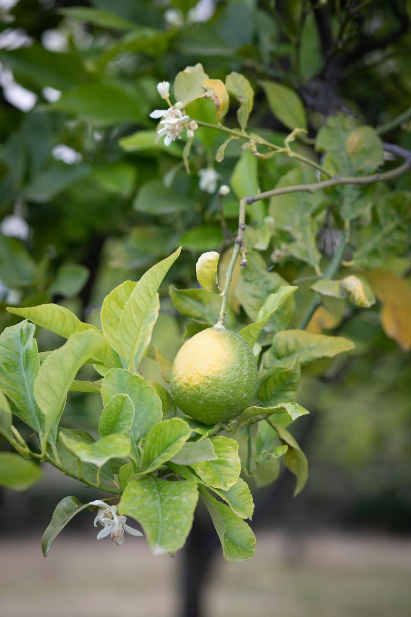 Agriturismo San Leonardello מראה חיצוני תמונה